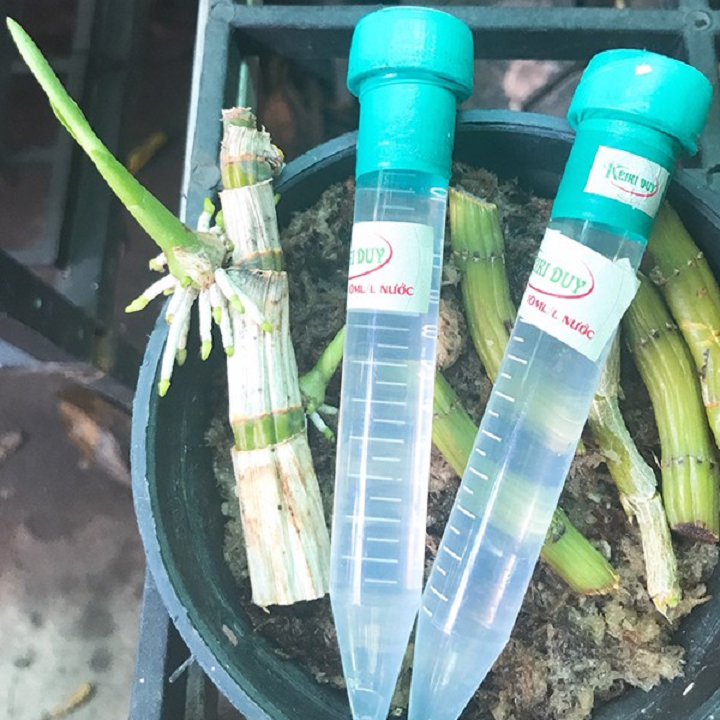 Keiki Duy Spray kích mầm, kích chồi, thần dược cho lan - Ảnh 1